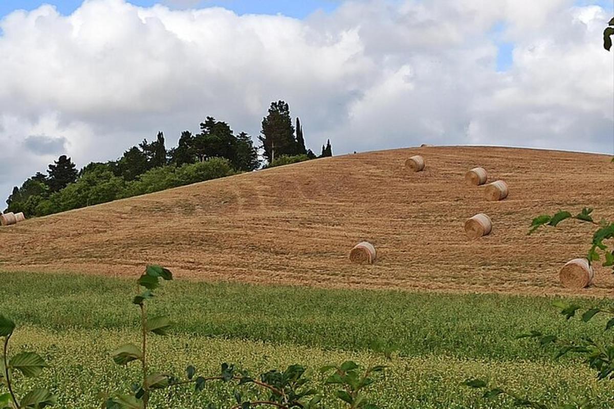 田野里堆满干草堆的小山