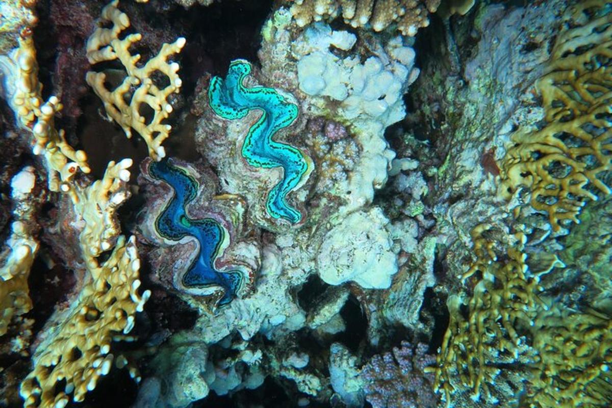anemonu un koraļļu tuvplāns uz rifa