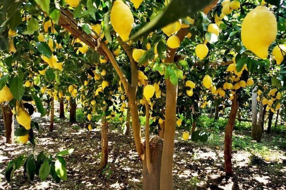 una hilera de árboles frutales amarillos en un campo