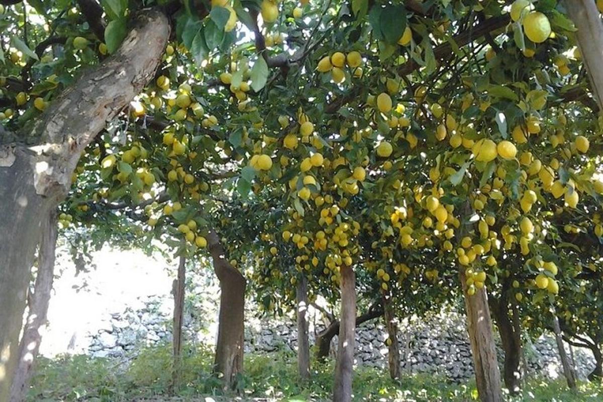 Un grupo de árboles con frutos amarillos.