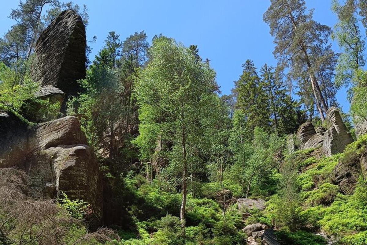 a view of a forest with rocks and trees