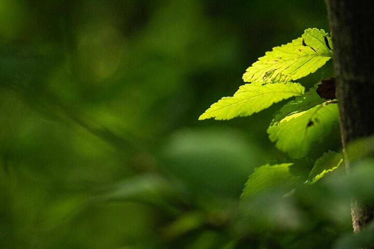 un primer pla de fulles verdes en un arbre