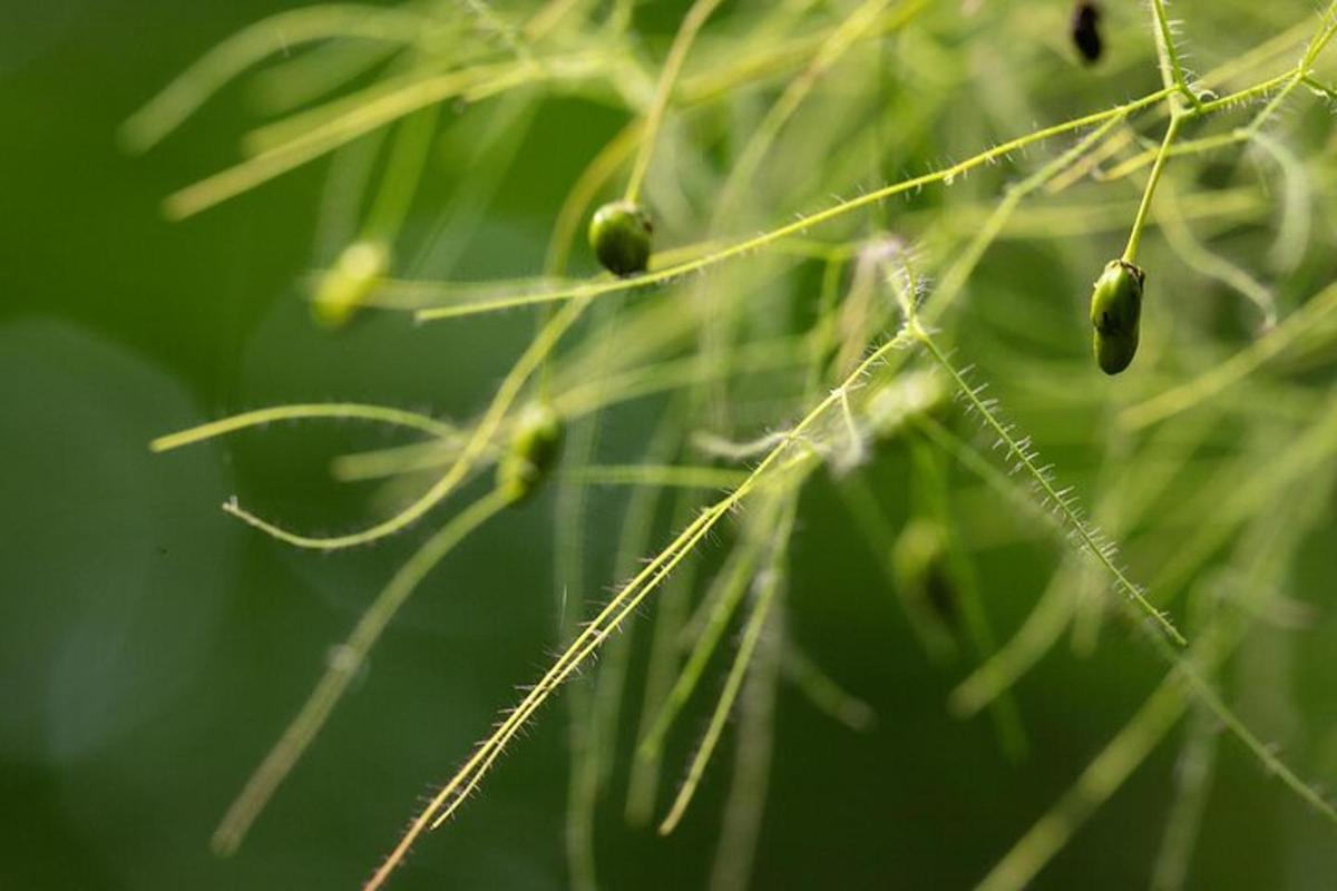 primer pla d'una planta amb fulles verdes