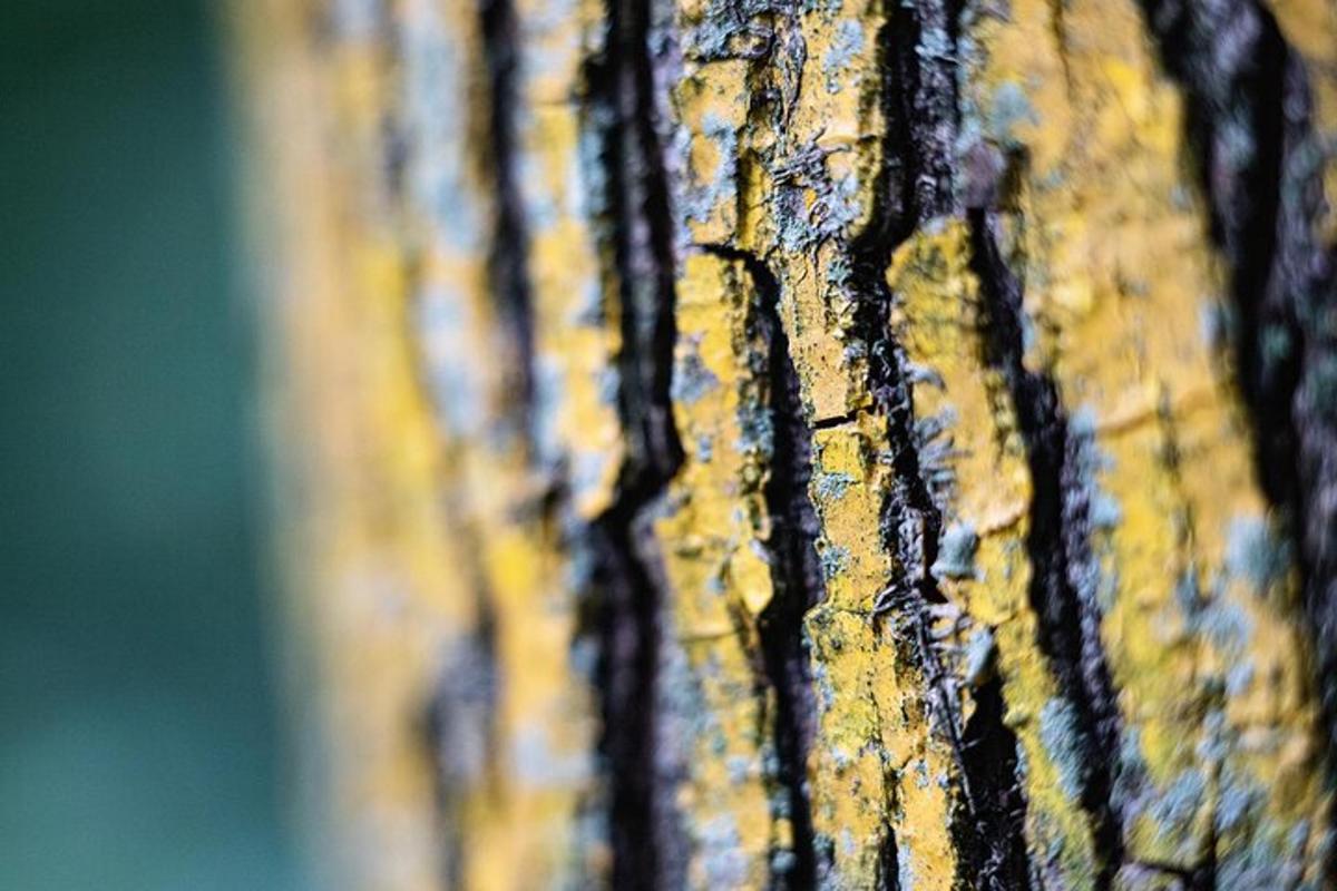un primer pla de l'escorça d'un arbre