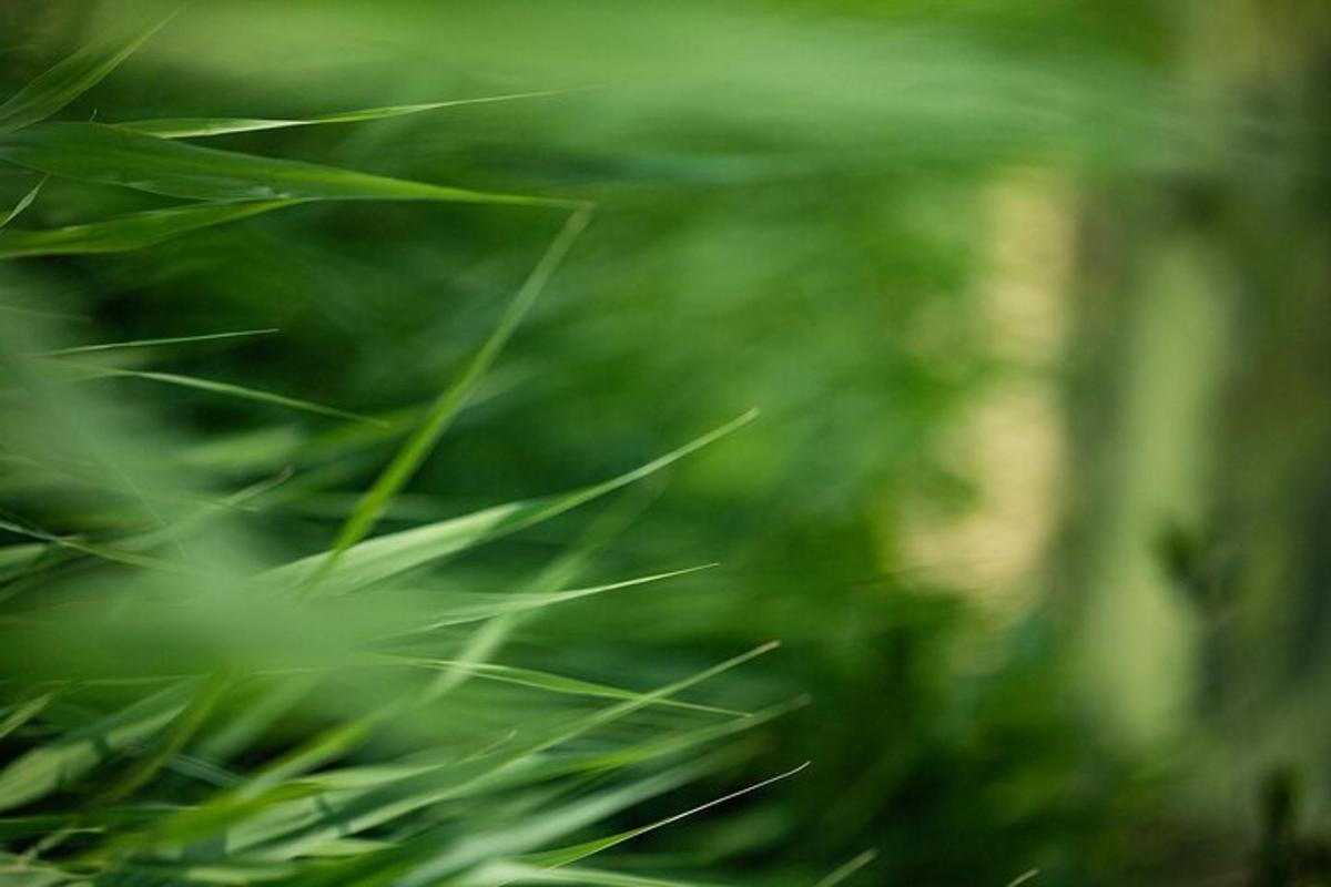 un primer pla de fulles d'herba verda