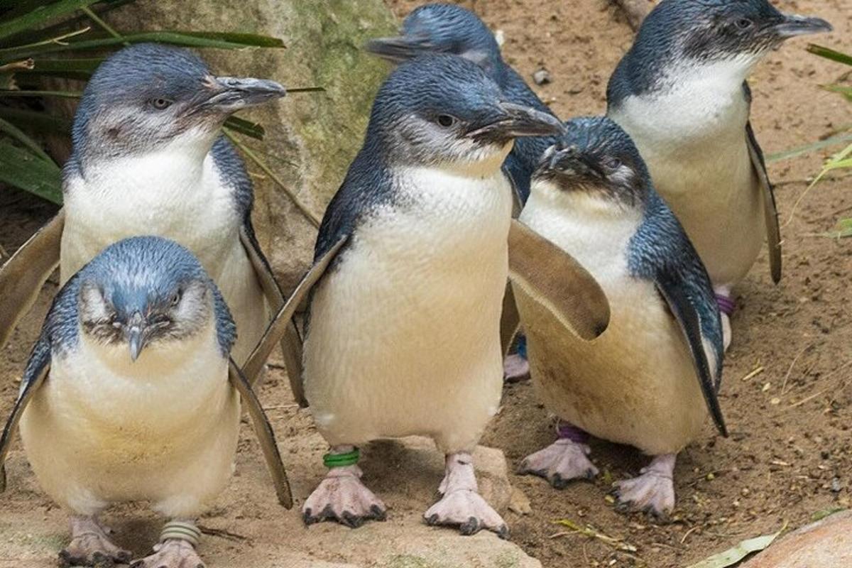 a group of birds standing in the dirt