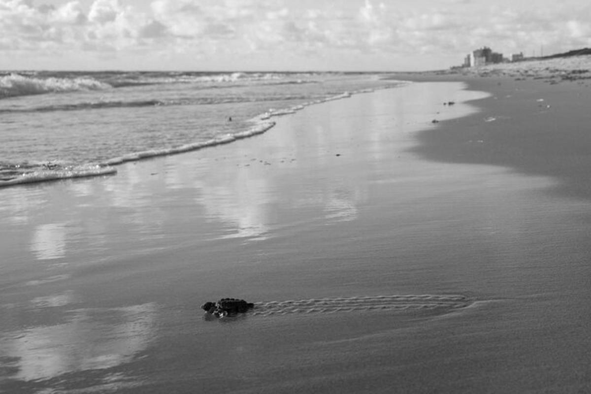 ein Hund, der im Sand am Strand liegt