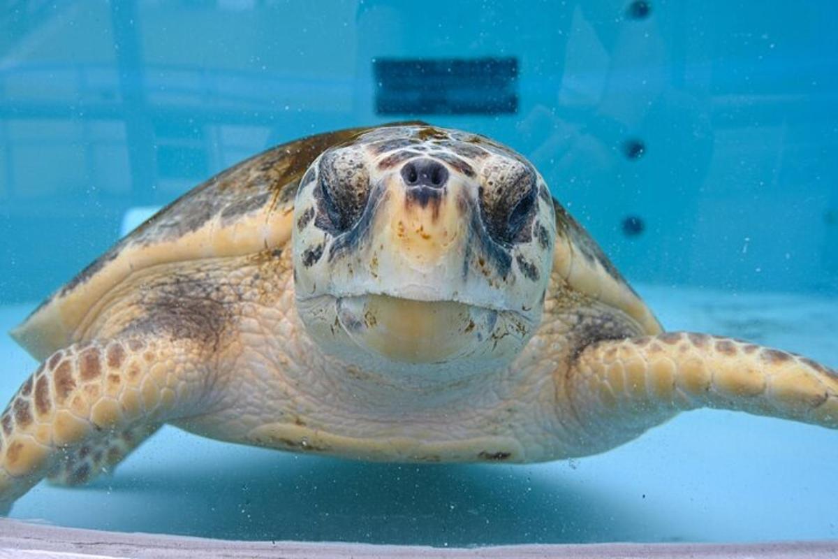 eine grüne Meeresschildkröte, die im Wasser schwimmt