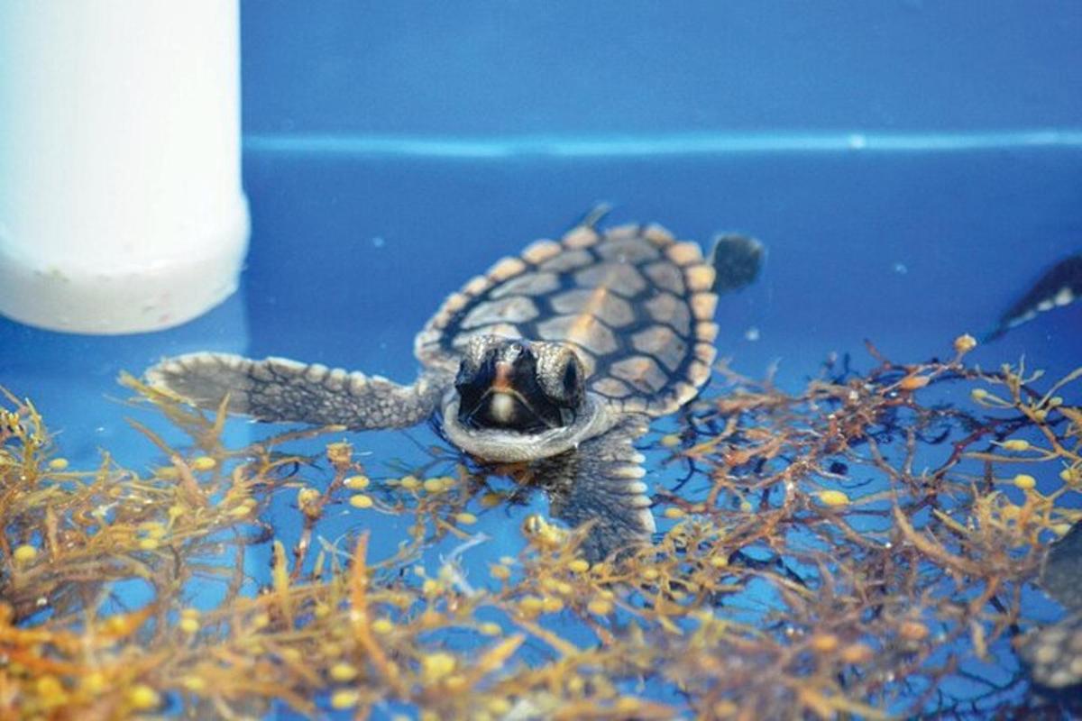 eine Babyschildkröte schwimmt im Wasser