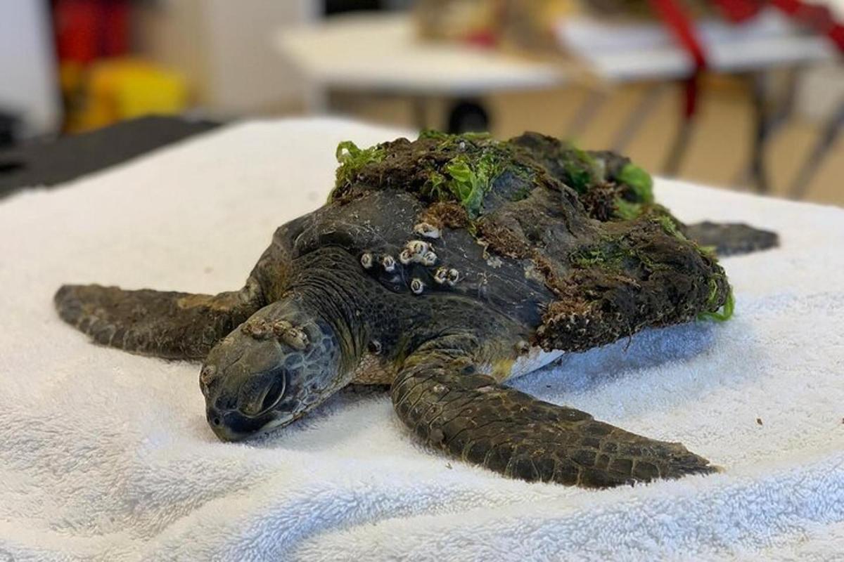 eine tote Schildkröte liegt auf einem Tisch