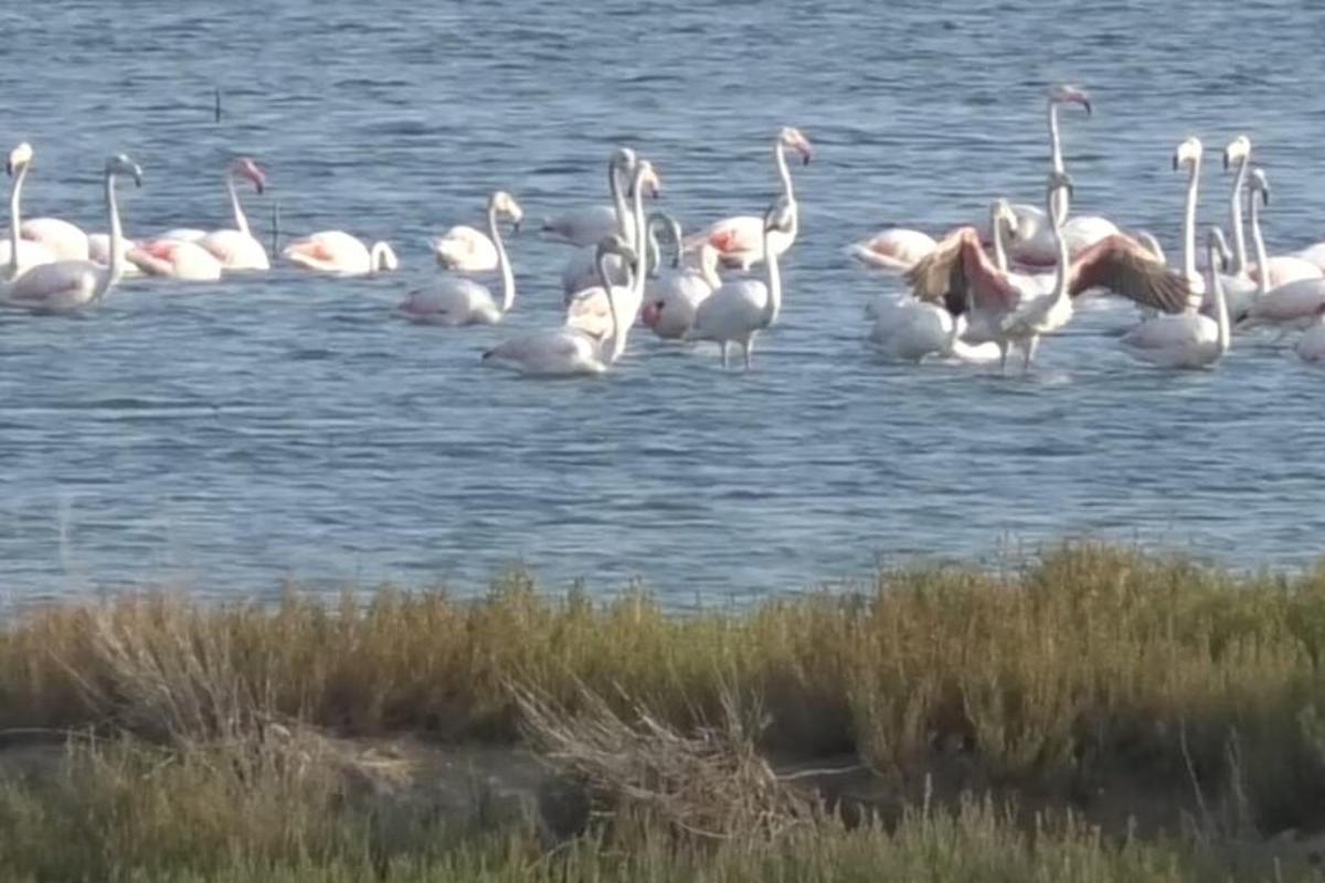 un estol de flamencs roses dempeus a l'aigua