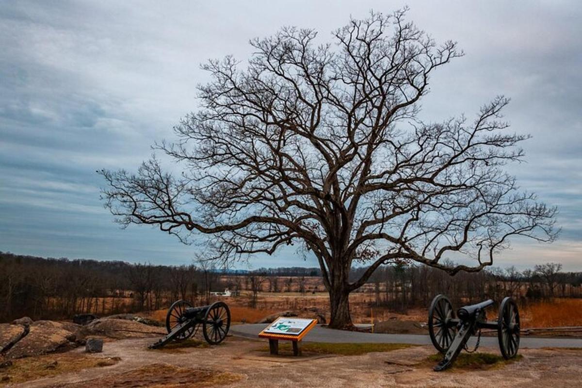 a tree with twookedoked wheels and a sign in front of it