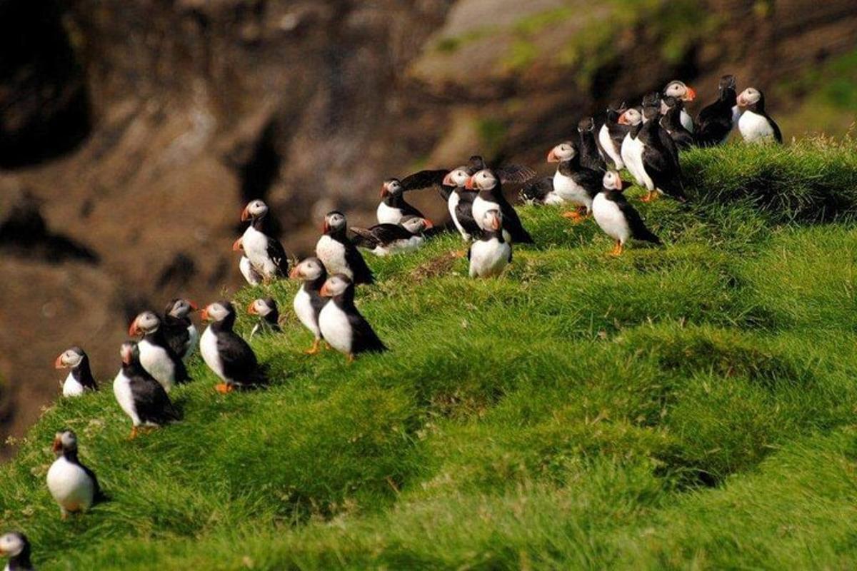 a group of penguins standing on a grassy hill