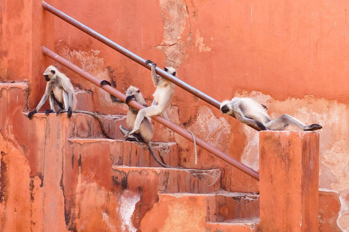 three monkeys sitting on a pole on a wall