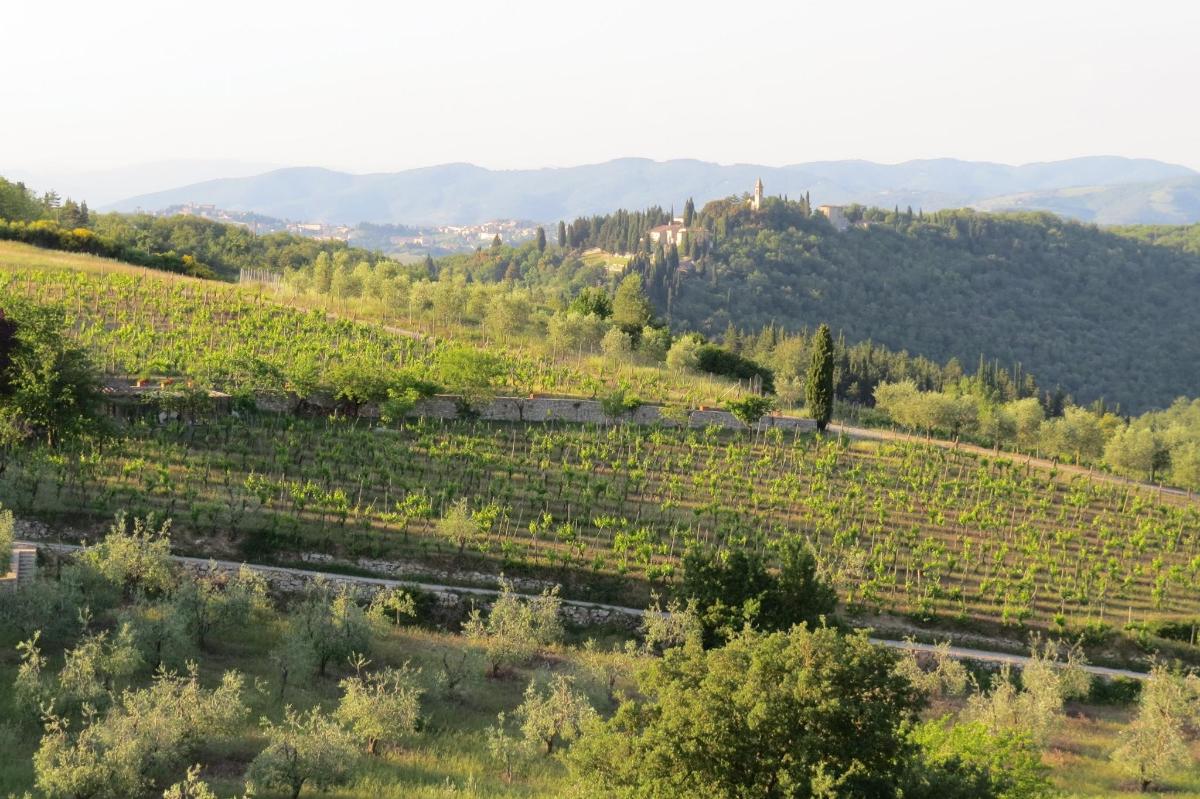 a view of a vineyard with trees and mountains