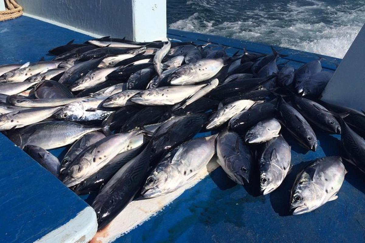 sekumpulan ikan perak di atas bot