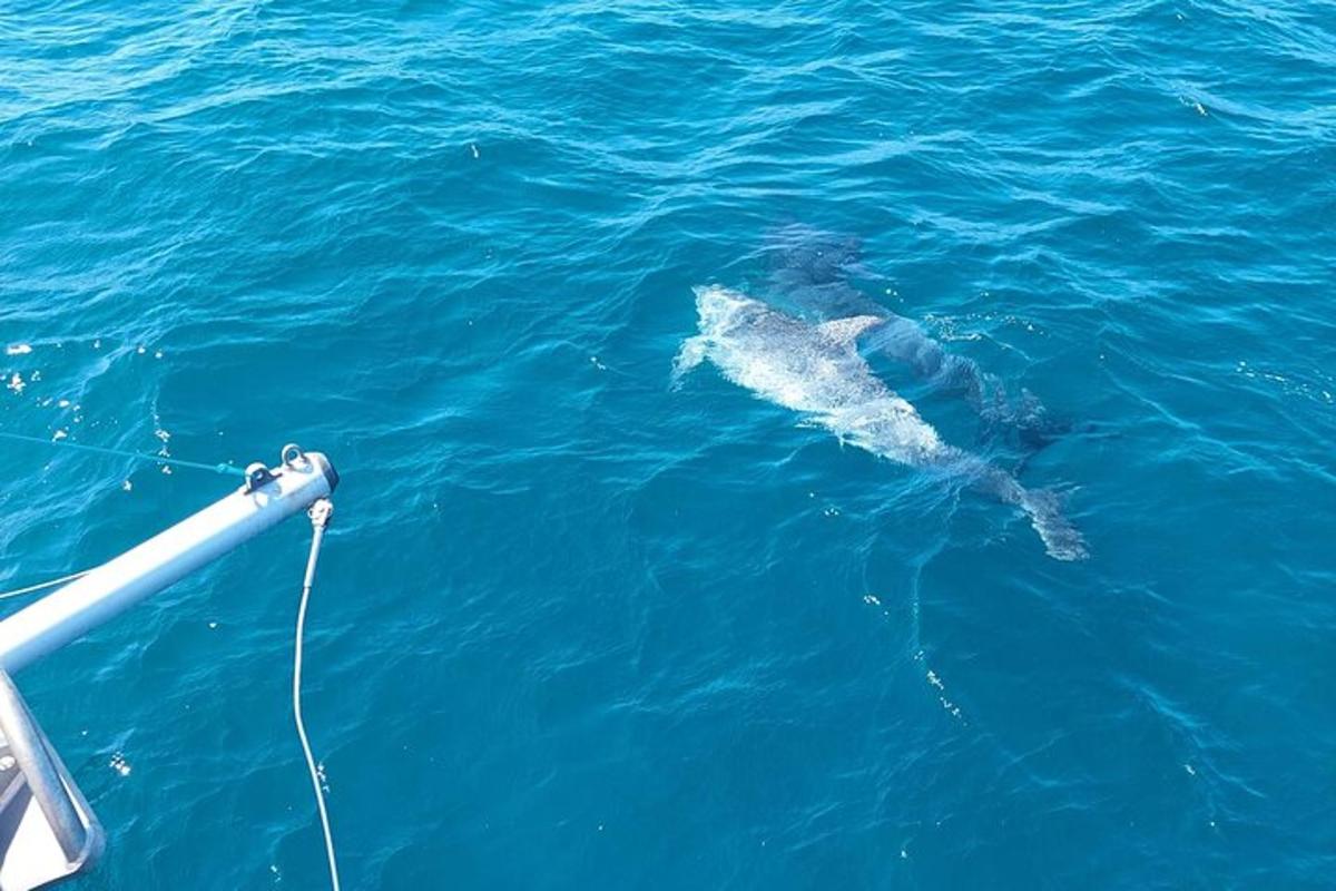 un delfino nell'acqua accanto a una barca