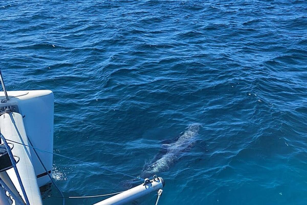 un delfino che nuota nell'acqua su una barca