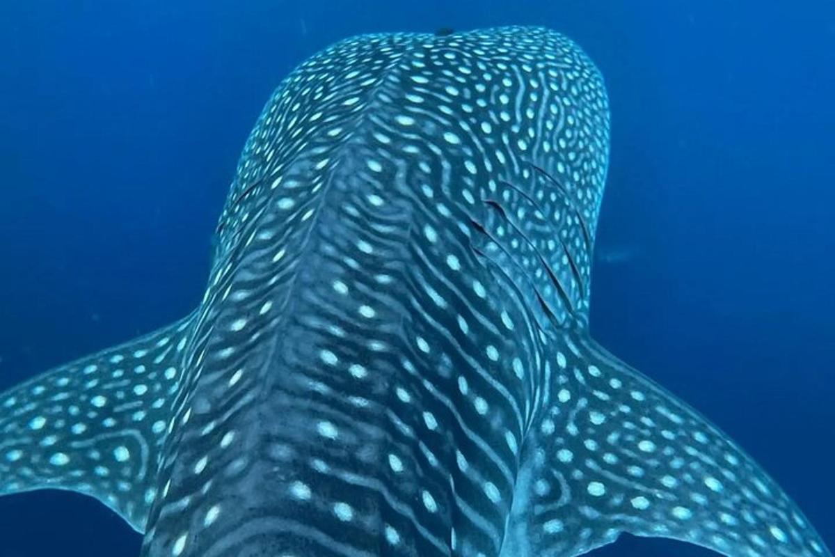 uno squalo balena che nuota nell'acqua blu