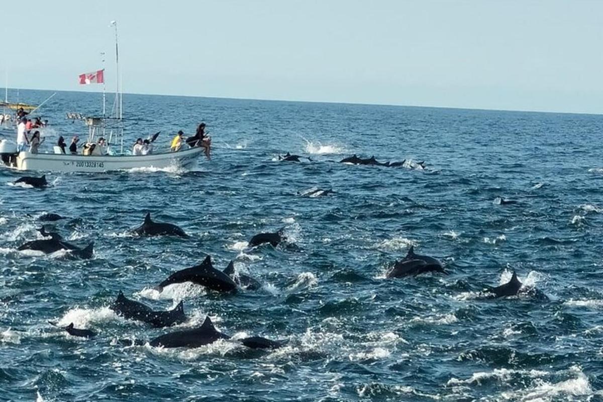 un gruppo di delfini in acqua vicino a una barca