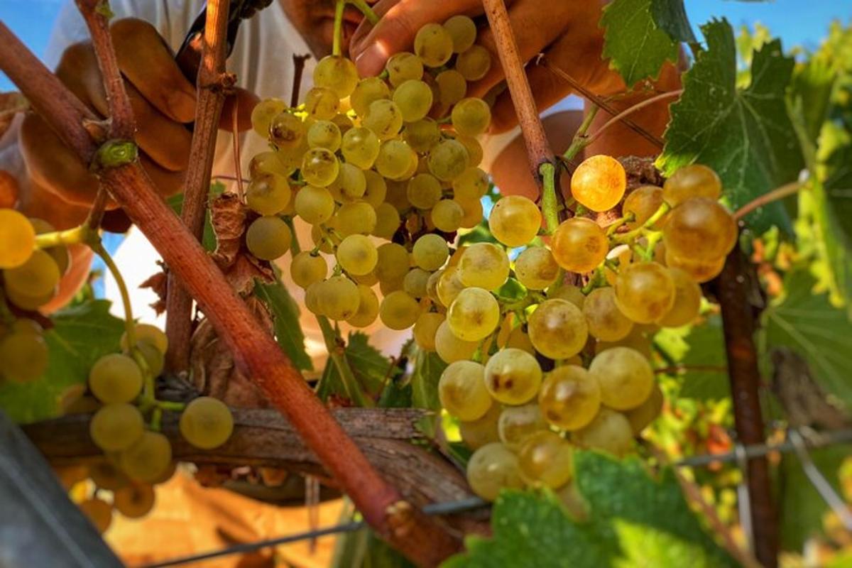 un grappolo d'uva verde appeso a un albero