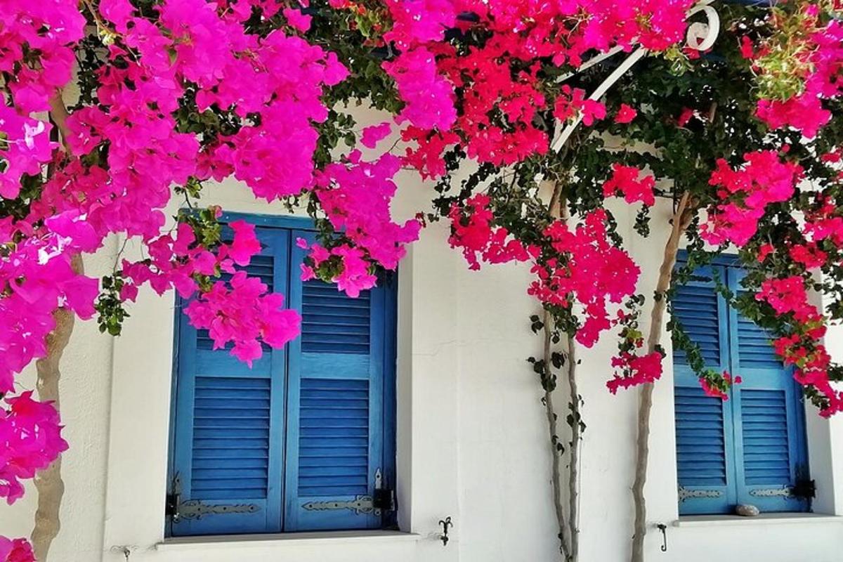 duas janelas com persianas azuis e flores rosas