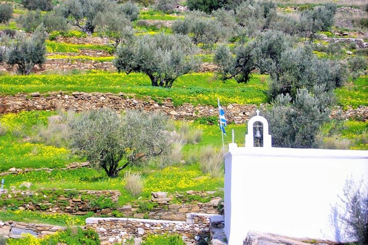 uma igreja branca com um campo de oliveiras