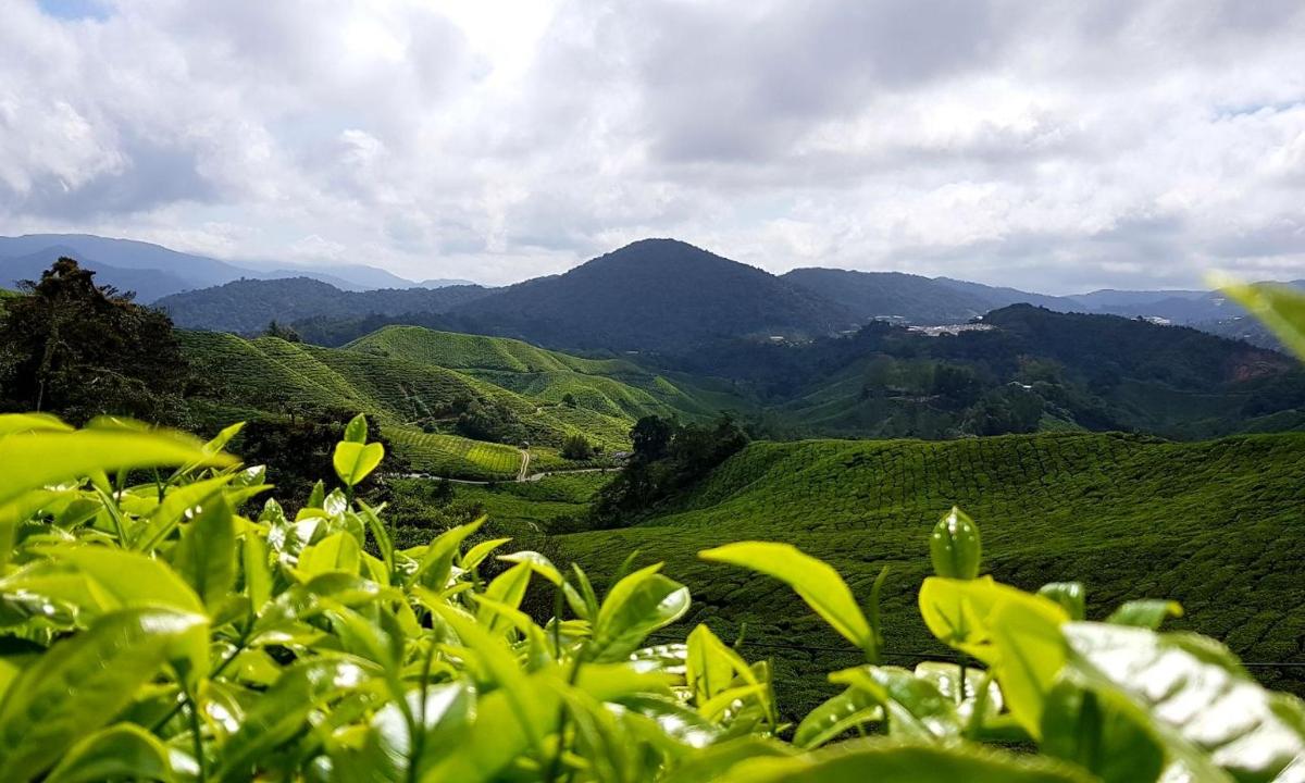 a view of a green valley with mountains in the background