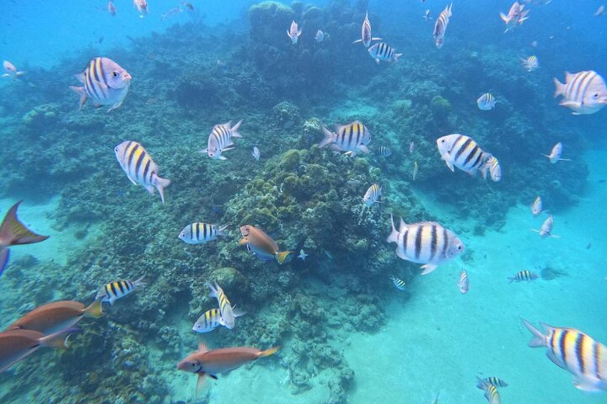a group of fish swimming around a coral reef
