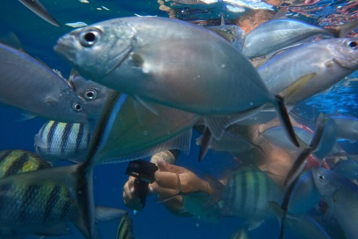a person taking a picture of fishes in an aquarium
