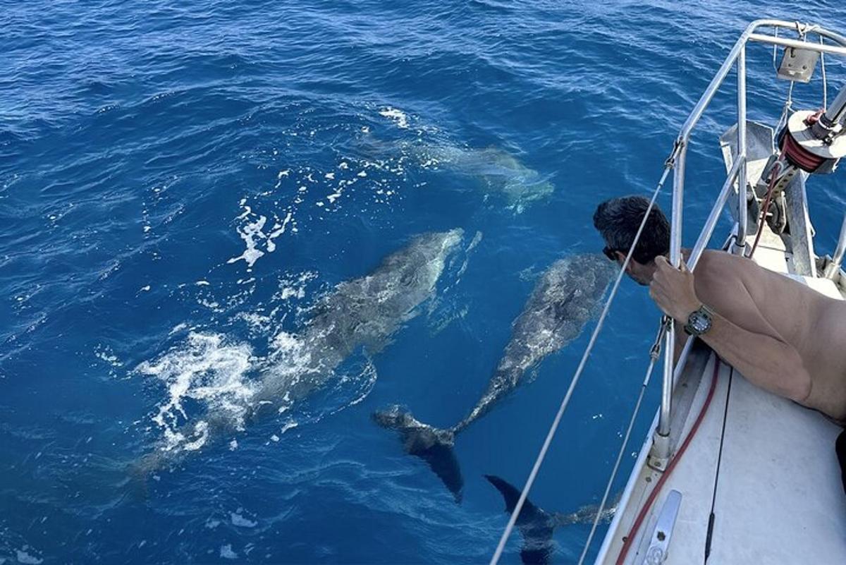 ein Mann auf einem Boot mit zwei Delfinen im Wasser