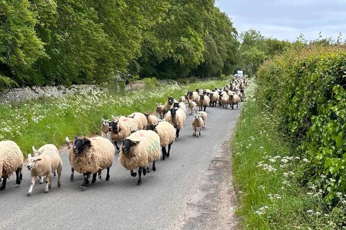 un rebaño de ovejas caminando por un camino