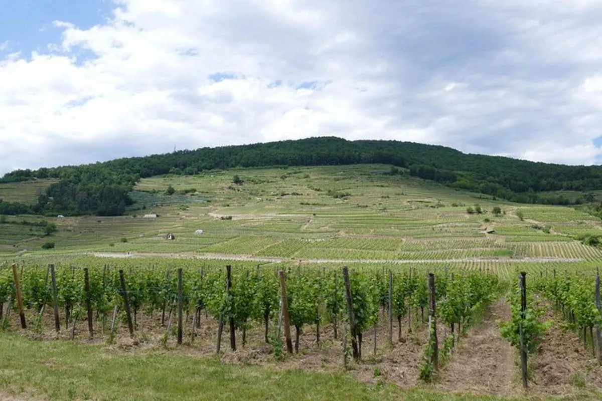 Colmar : villages médiévaux, château et dégustation de vins, 9 h 30 – photo 3