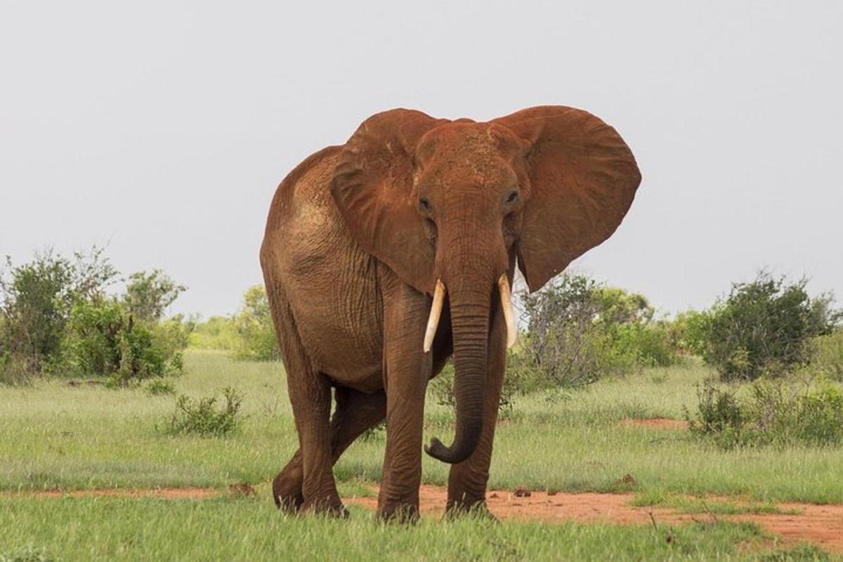 Un elefante caminando en la hierba con sus colmillosigunigunigunigunigun