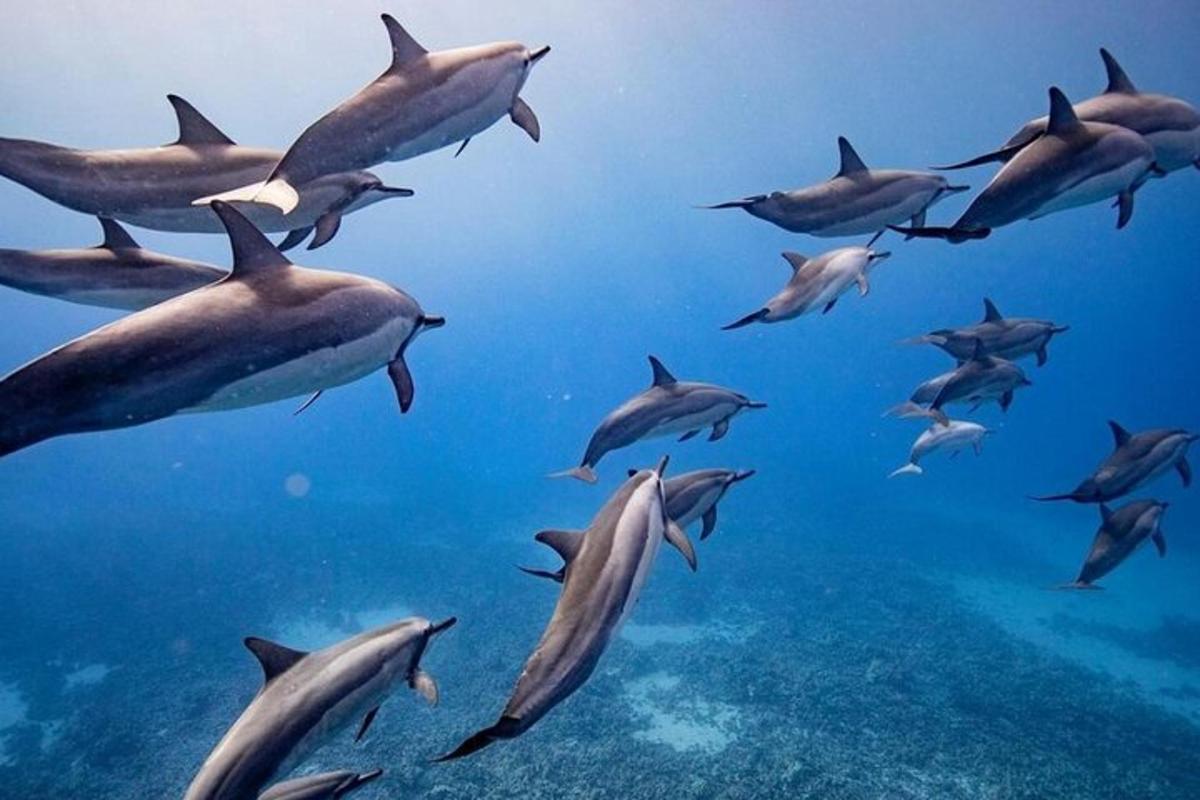 sekumpulan ikan lumba-lumba berenang di lautan