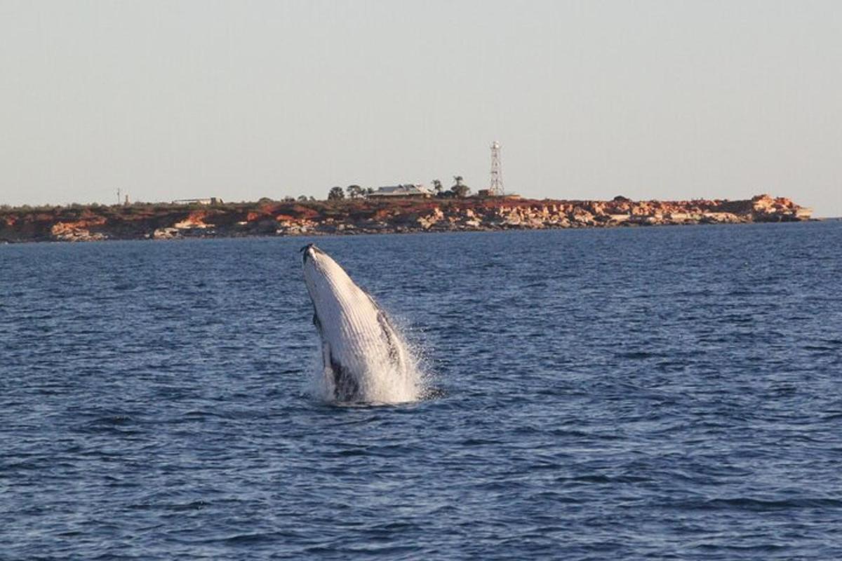 a white dolphin in the middle of a body of water