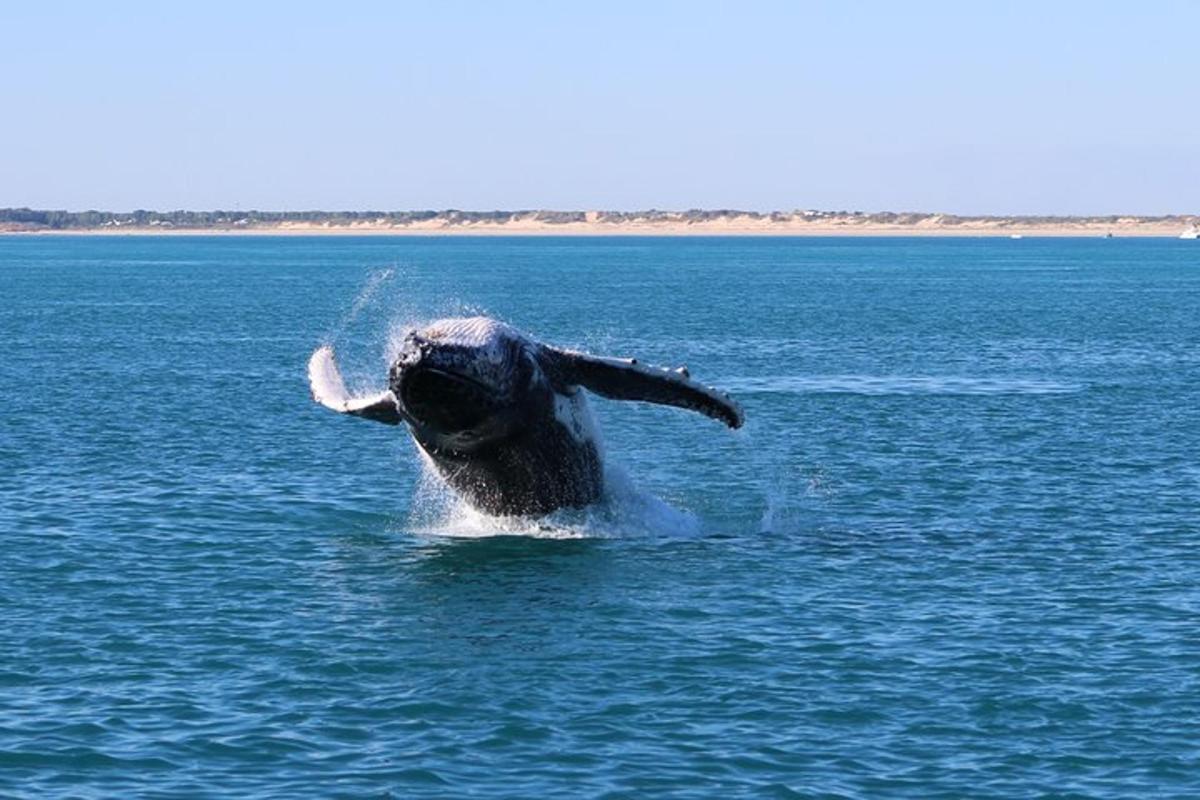 a dolphin in the water with its trunk in the water