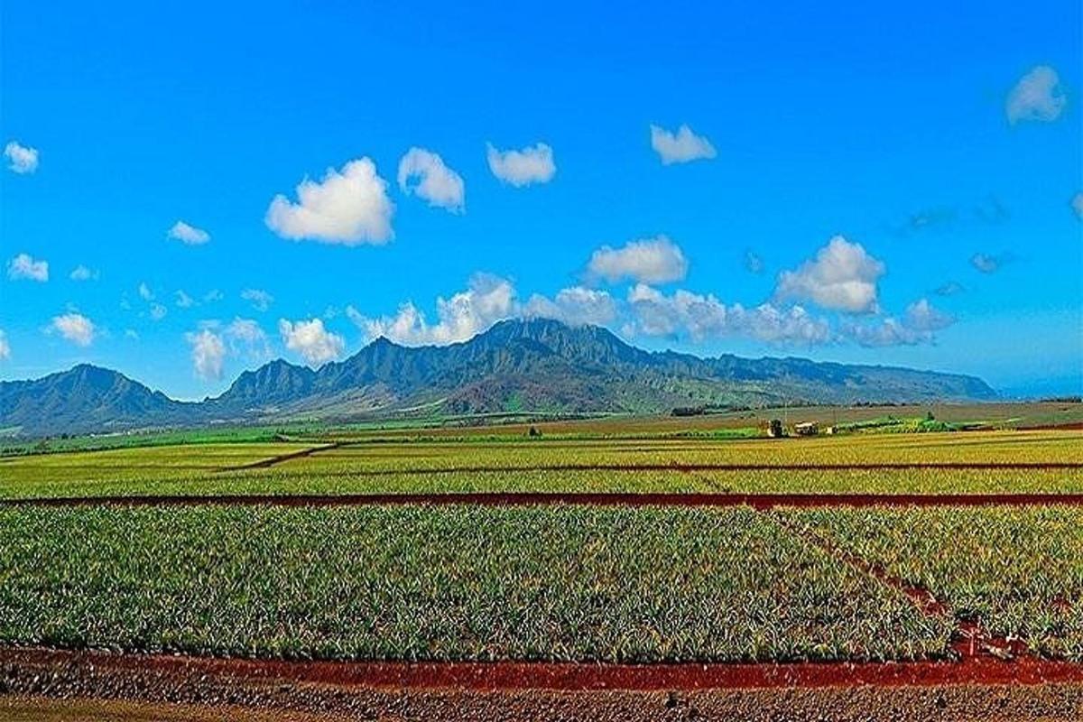 ladang tanaman dengan latar belakang gunung