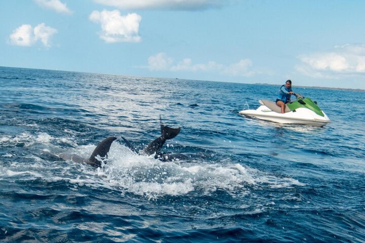 two dolphins in the water with a man on a boat