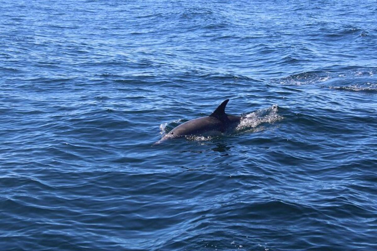 a dolphin swimming in a body of water