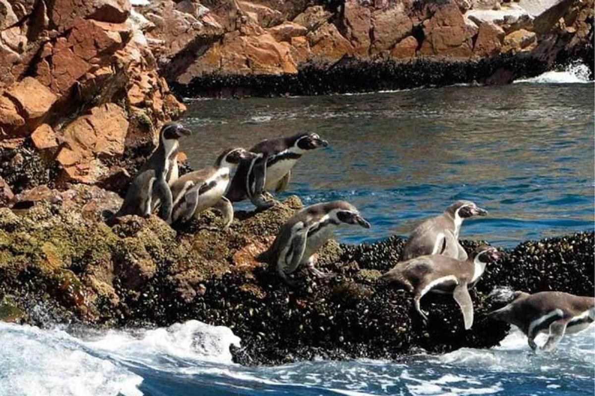 Un grupo de pingüinos de pie sobre las rocas cerca del agua.