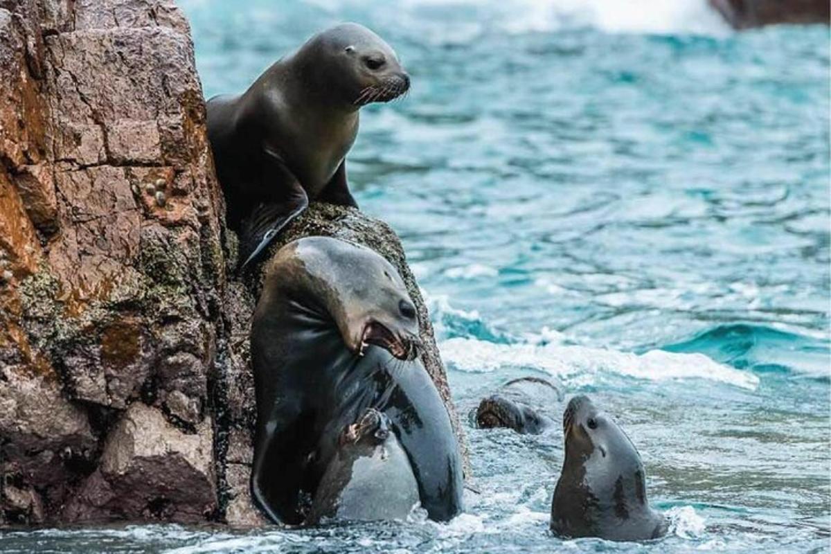 zwei Robben sitzen auf einem Felsen im Wasser
