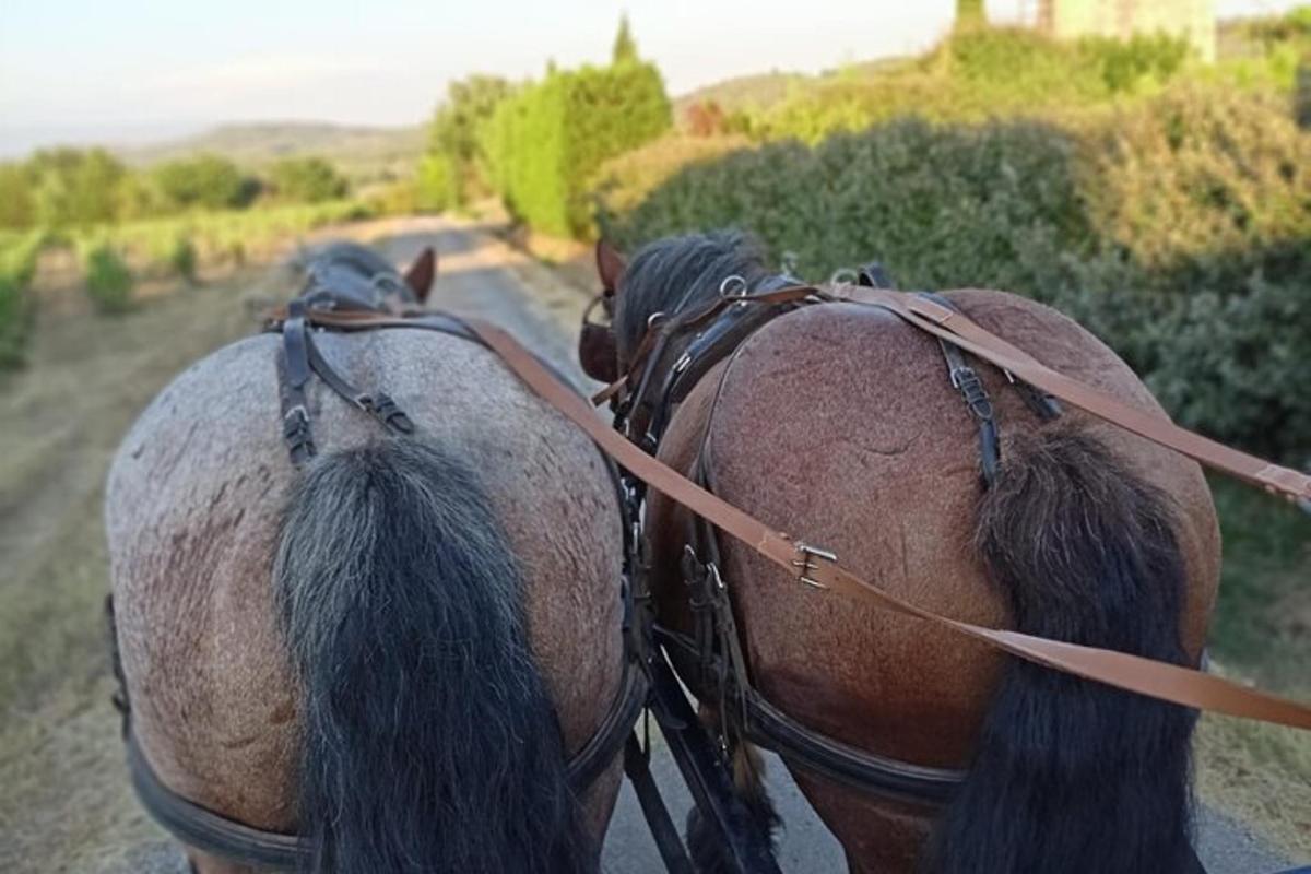 due cavalli camminano lungo una strada