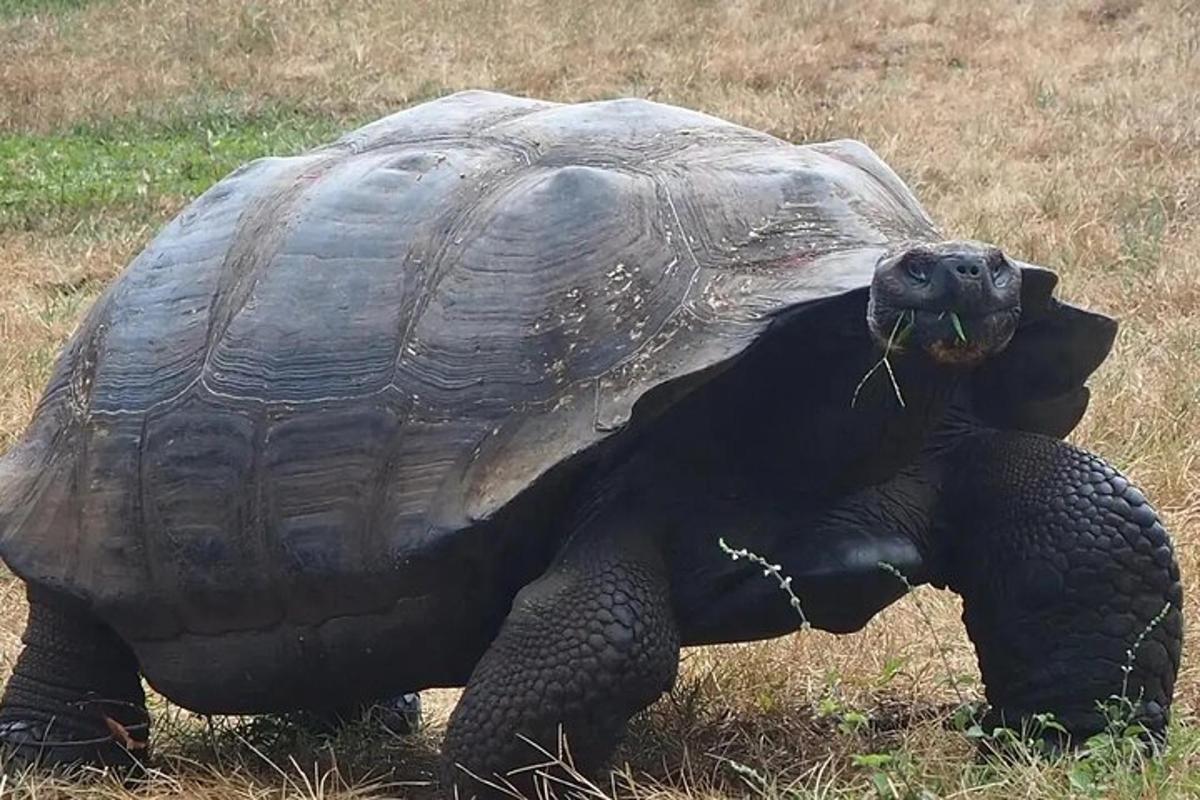 a large tortoise standing in the grass