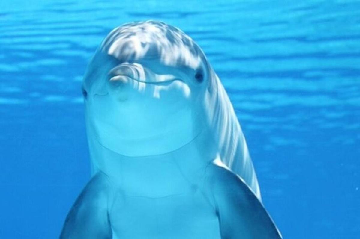 un delfino sta nuotando nell'acqua