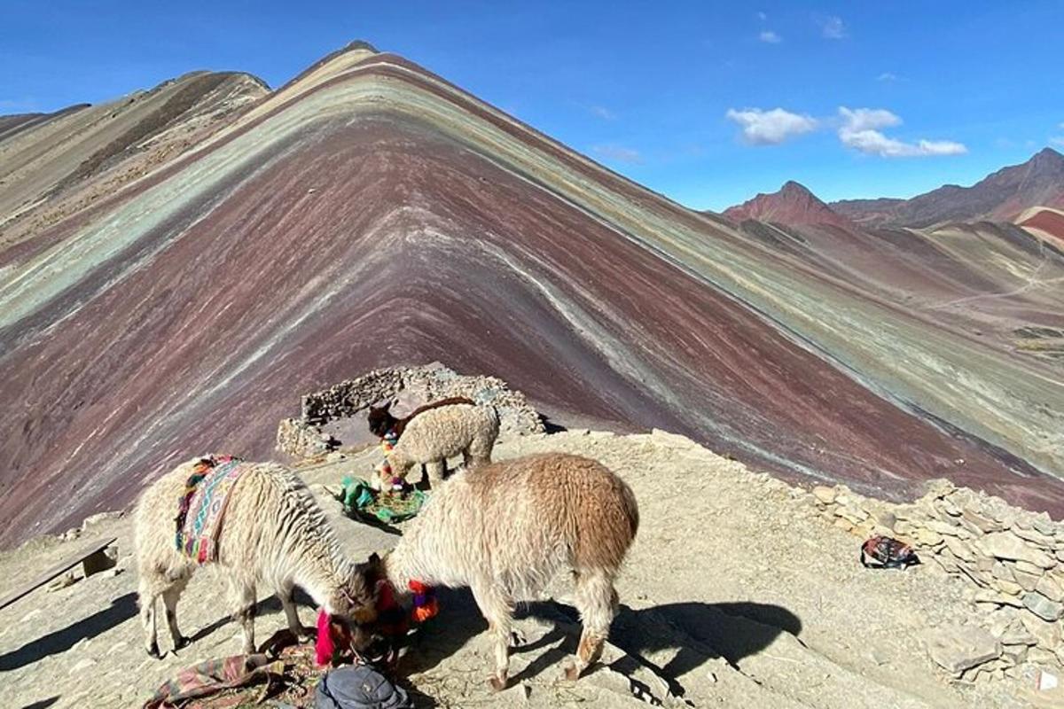 tres ovejas paradas en la cima de una montaña