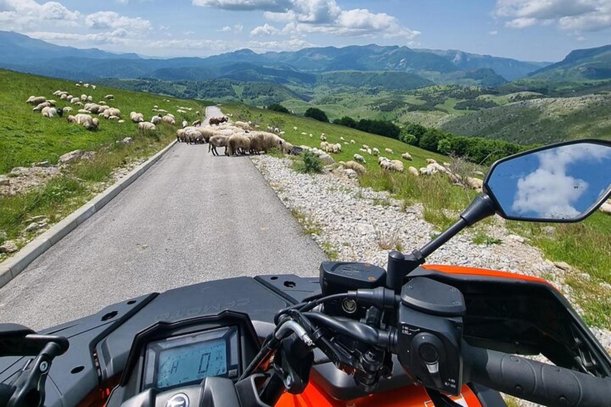 a motorcycle parked on a road with a herd of sheep