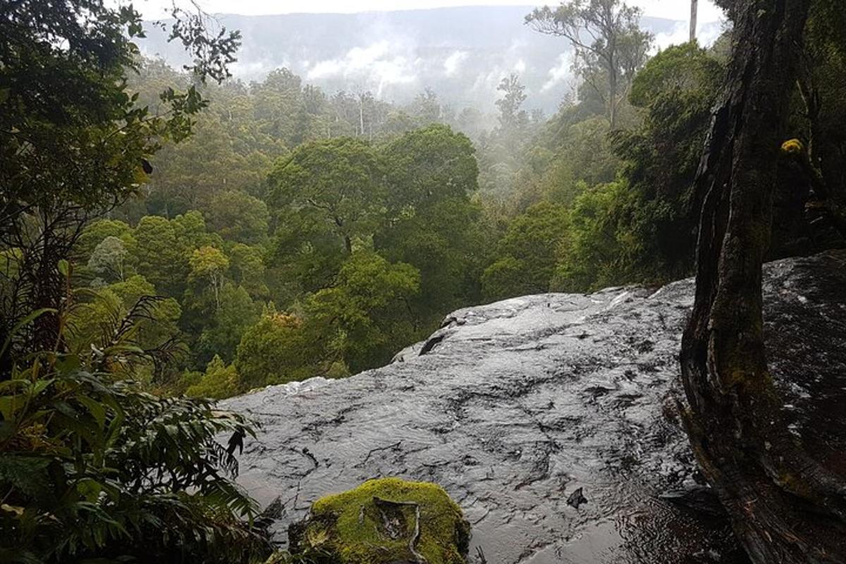 a view of a river in the middle of a forest