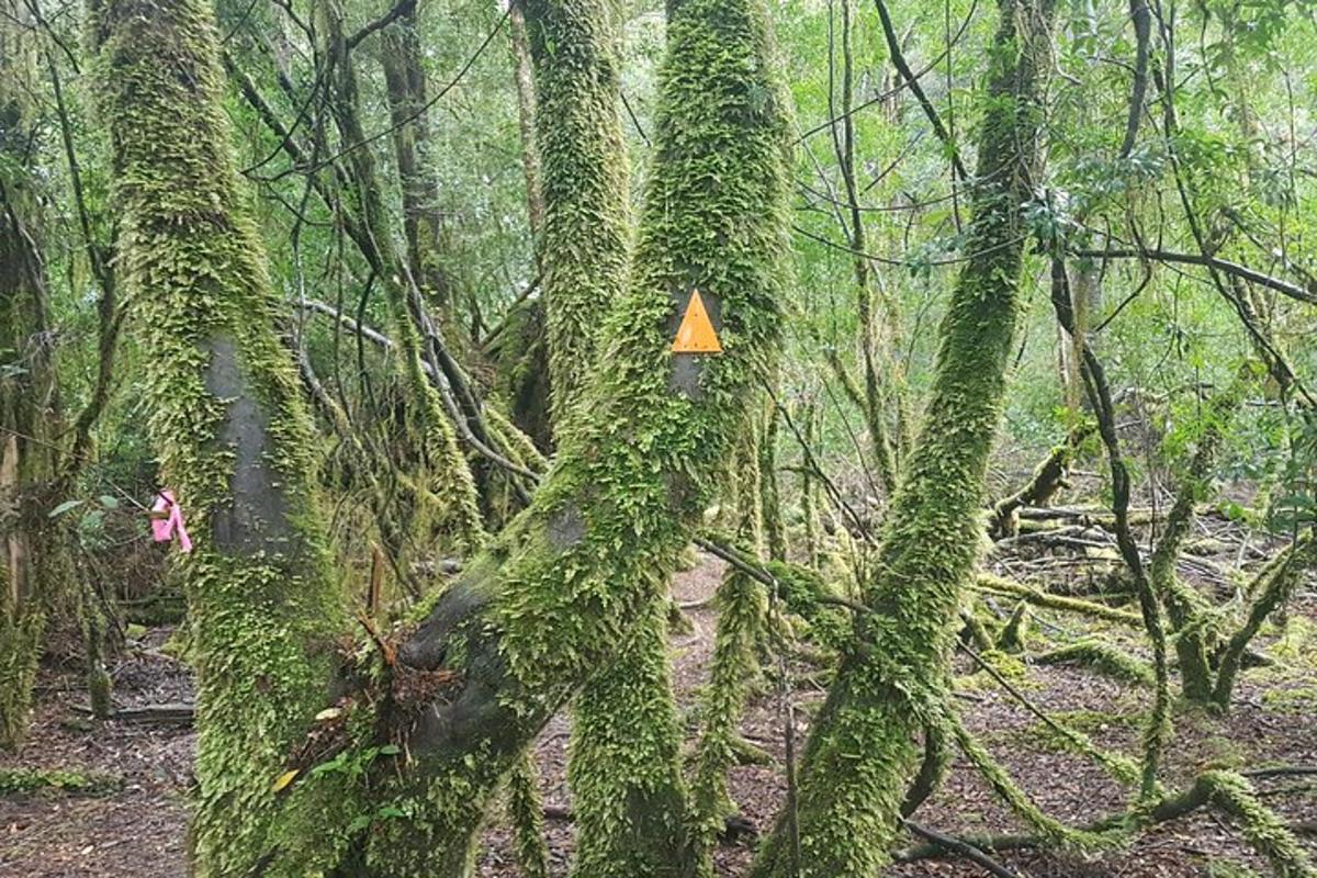 Un árbol cubierto de hiedra con un cartel en él.