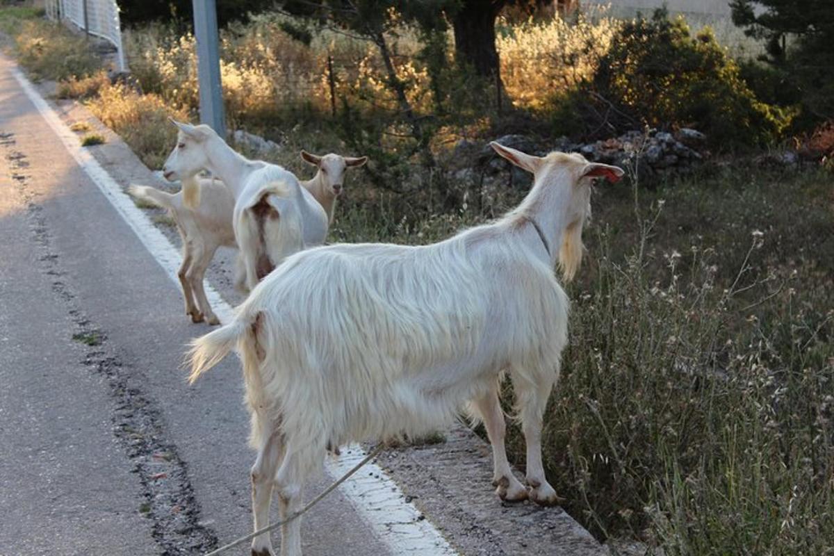 a group of goats walking down a road